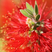 /album/macro/frida-dumont-img-5639-jpg/